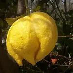 Vila Lemon Tree Garden Near Mirtos *