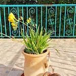 Lemon Tree Garden Near Mirtos Divarata
