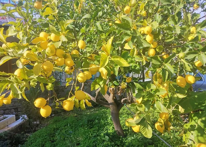Lemon Tree Garden Near Mirtos