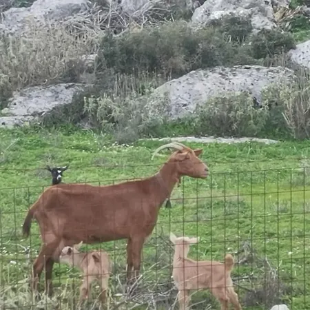 Lemon Tree Garden Near Mirtos Вилла *