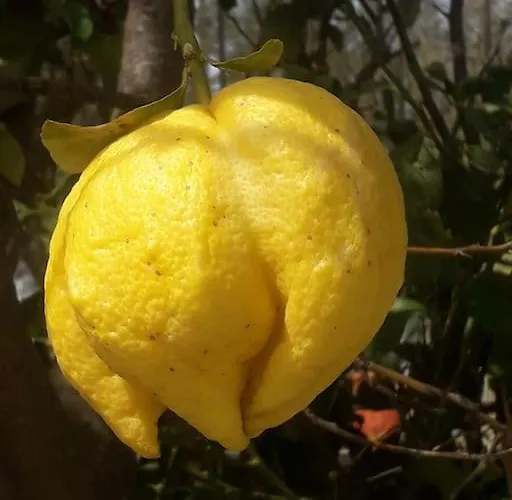 Vilă Lemon Tree Garden Near Mirtos *