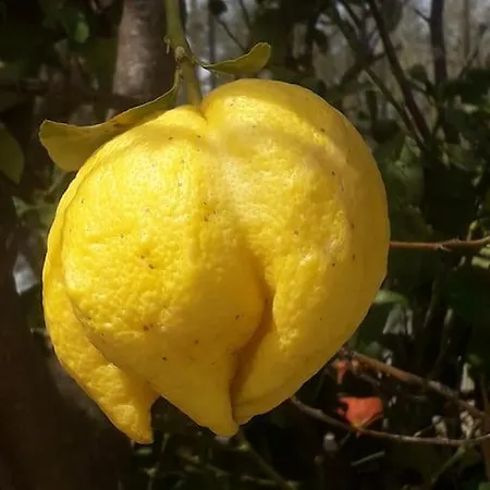 빌라 Lemon Tree Garden Near Mirtos *