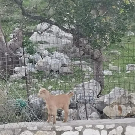 Lemon Tree Garden Near Mirtos 빌라 Divarata